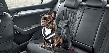 Un constructeur automobile invente la ceinture de sécurité pour chien -  sécurité et prévention routière avec Zérotracas.com de MMA